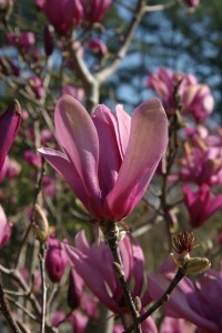 Tulip Magnolia Trees